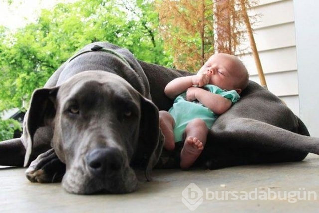 İşte en masum dostluk!
