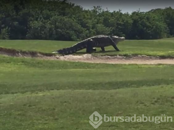 Golf sahasını timsah bastı