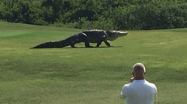 Golf sahasını timsah bastı