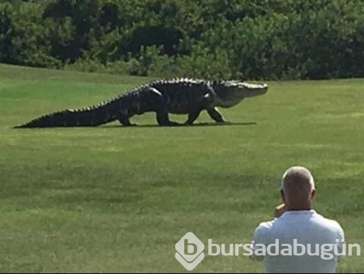 Golf sahasını timsah bastı