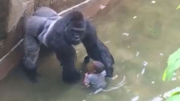Goril olayında şaşırtan detay!
