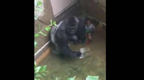 Goril olayında şaşırtan detay!