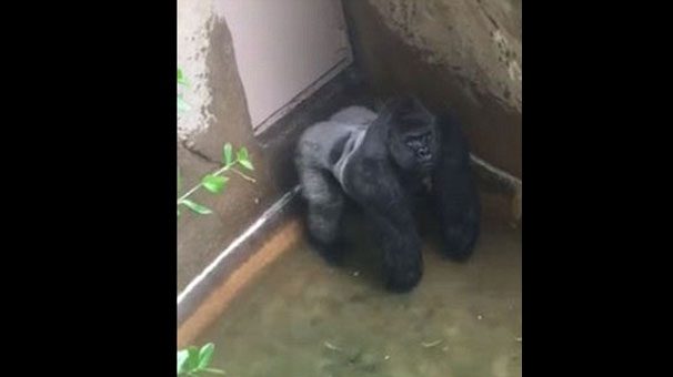 Goril olayında şaşırtan detay!