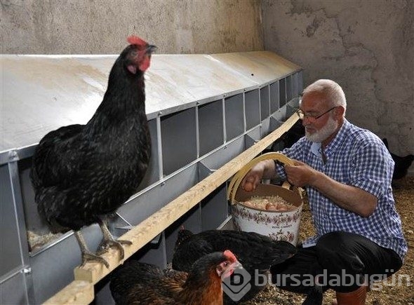 Yediği yumurtayı beğenmedi, çiftlik kurdu
