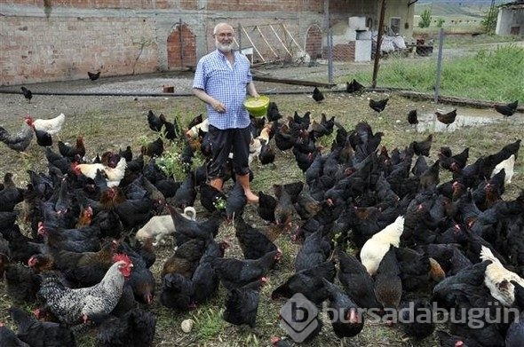 Yediği yumurtayı beğenmedi, çiftlik kurdu