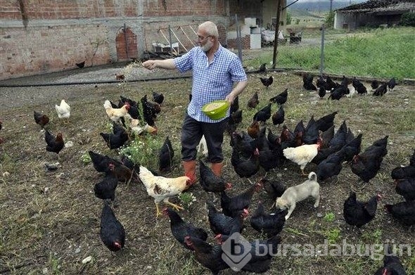 Yediği yumurtayı beğenmedi, çiftlik kurdu