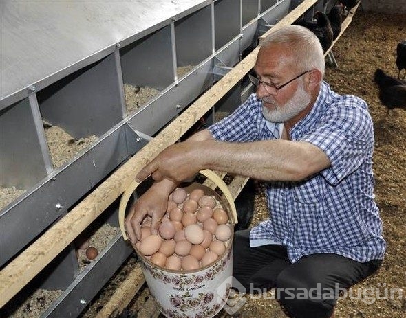 Yediği yumurtayı beğenmedi, çiftlik kurdu