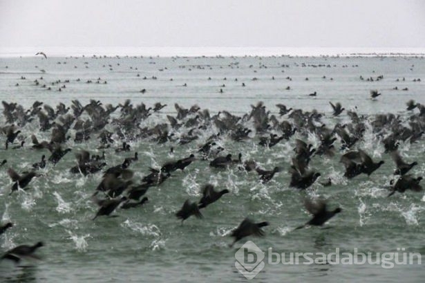 Hayvanların inanılmaz göç fotoğrafları