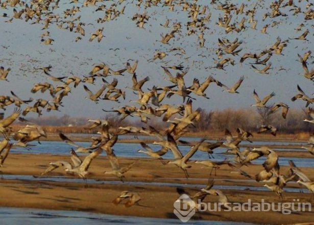 Hayvanların inanılmaz göç fotoğrafları