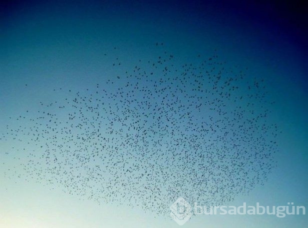 Hayvanların inanılmaz göç fotoğrafları