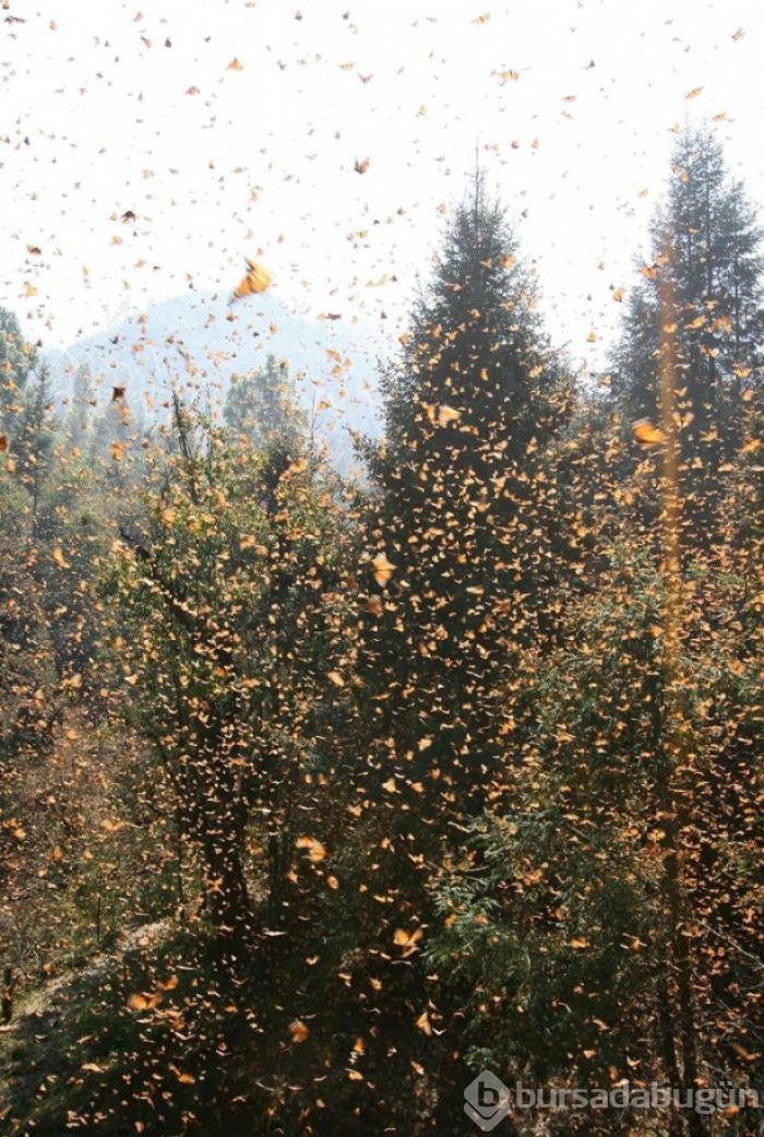Hayvanların inanılmaz göç fotoğrafları