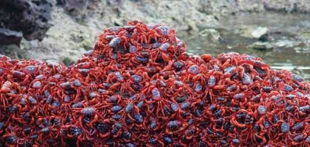 Hayvanların inanılmaz göç fotoğrafları