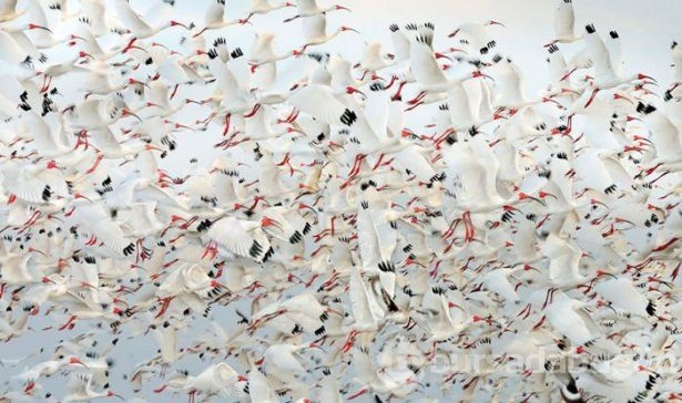Hayvanların inanılmaz göç fotoğrafları