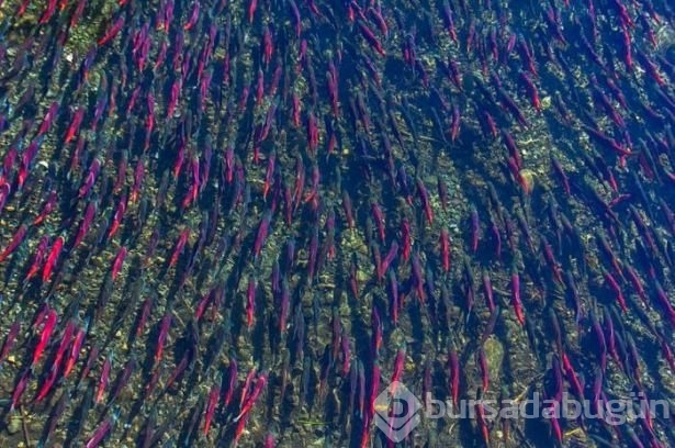 Hayvanların inanılmaz göç fotoğrafları