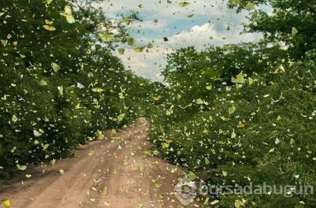 Hayvanların inanılmaz göç fotoğrafları