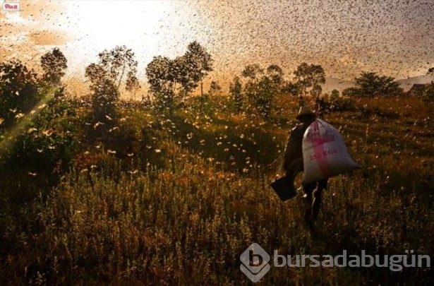 Hayvanların inanılmaz göç fotoğrafları