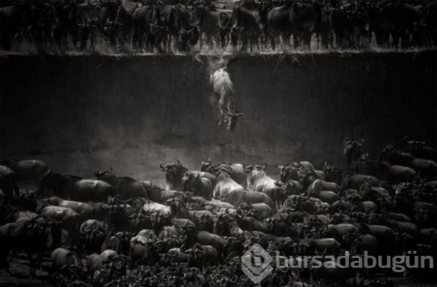Hayvanların inanılmaz göç fotoğrafları