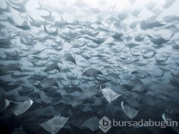 Hayvanların inanılmaz göç fotoğrafları