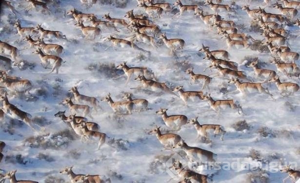 Hayvanların inanılmaz göç fotoğrafları