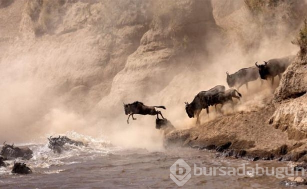 Hayvanların inanılmaz göç fotoğrafları