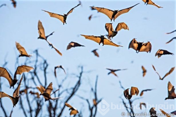Hayvanların inanılmaz göç fotoğrafları