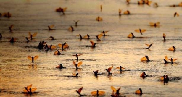 Hayvanların inanılmaz göç fotoğrafları