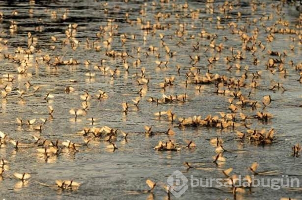 Hayvanların inanılmaz göç fotoğrafları