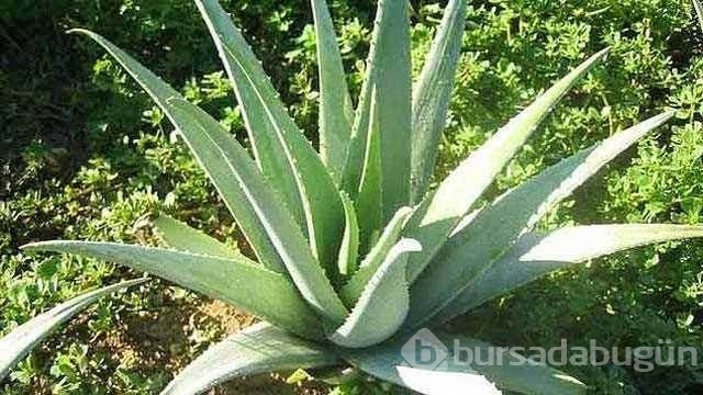 Mucizevi bitki aleoveranın etkileri