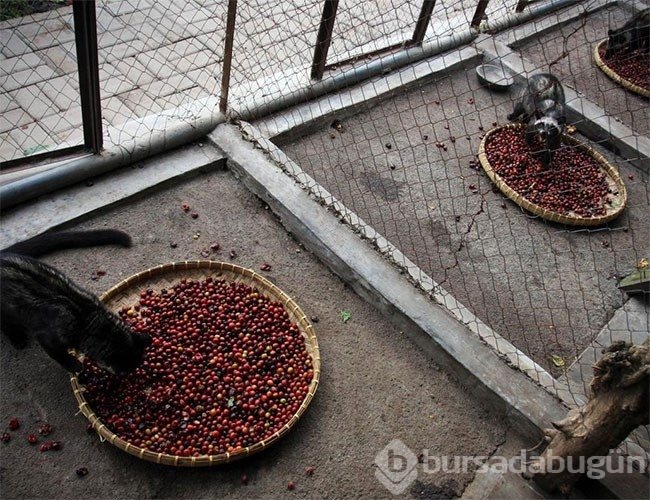 Dünyanın en pahalı kahvesinin ardındaki rahatsız edici gerçek