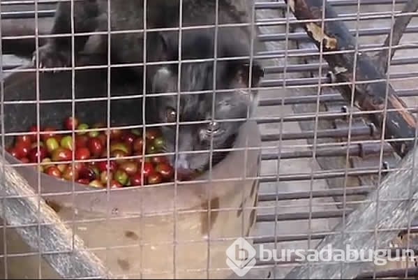 Dünyanın en pahalı kahvesinin ardındaki rahatsız edici gerçek