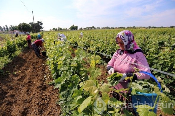 Yaprağı meyvesinden pahalı