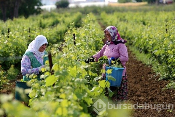 Yaprağı meyvesinden pahalı
