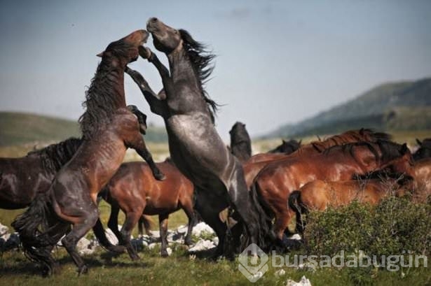 Zamanlama harikası fotoğraflar