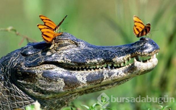 Zamanlama harikası fotoğraflar