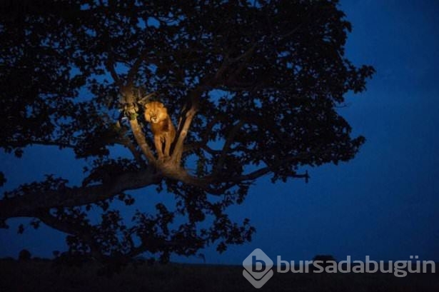 Zamanlama harikası fotoğraflar