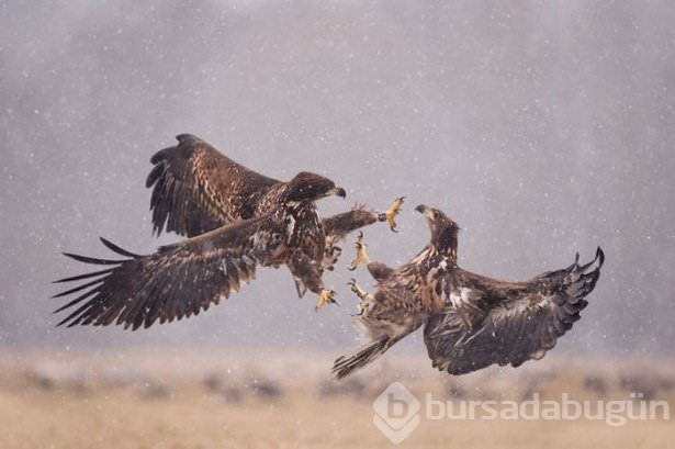 Zamanlama harikası fotoğraflar