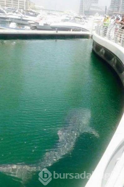 Görgüsüzlüğün bu kadarı! Bunlar sadece Dubai'de