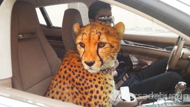 Görgüsüzlüğün bu kadarı! Bunlar sadece Dubai'de