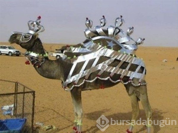 Görgüsüzlüğün bu kadarı! Bunlar sadece Dubai'de
