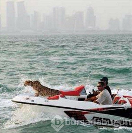Görgüsüzlüğün bu kadarı! Bunlar sadece Dubai'de