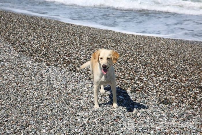 Sokak Köpekleri Bal ile Betty
