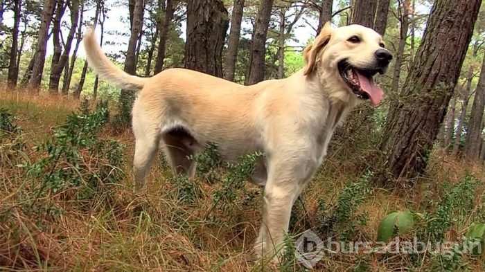 Sokak Köpekleri Bal ile Betty
