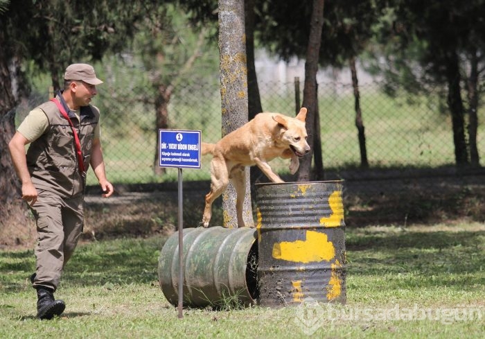 Bursa'da kahraman köpeklerden nefes kesen gösteri