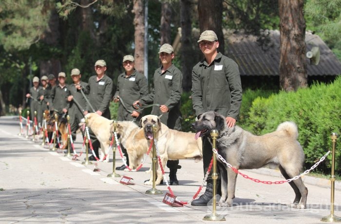Bursa'da kahraman köpeklerden nefes kesen gösteri