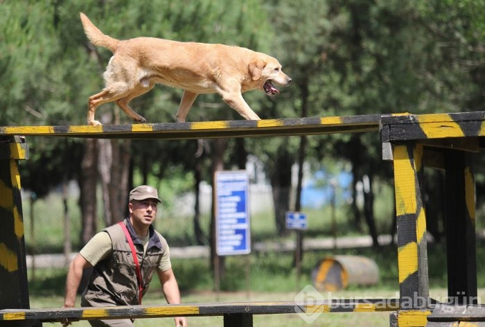 Bursa'da kahraman köpeklerden nefes kesen gösteri