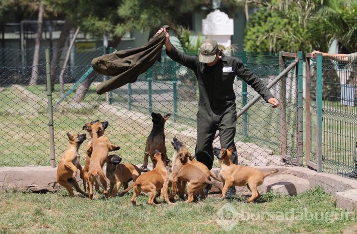 Bursa'da kahraman köpeklerden nefes kesen gösteri