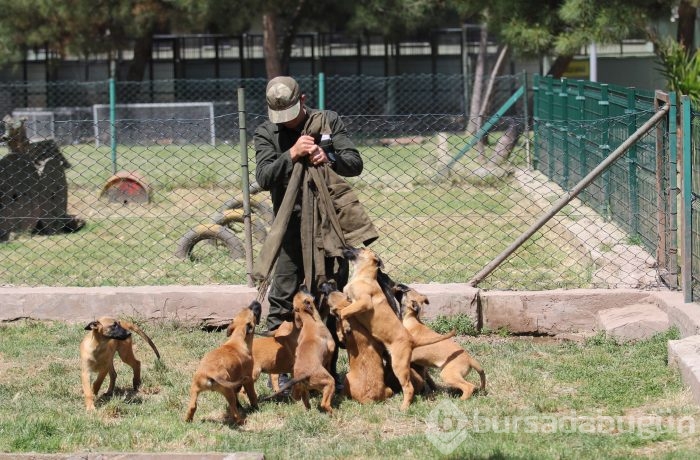 Bursa'da kahraman köpeklerden nefes kesen gösteri
