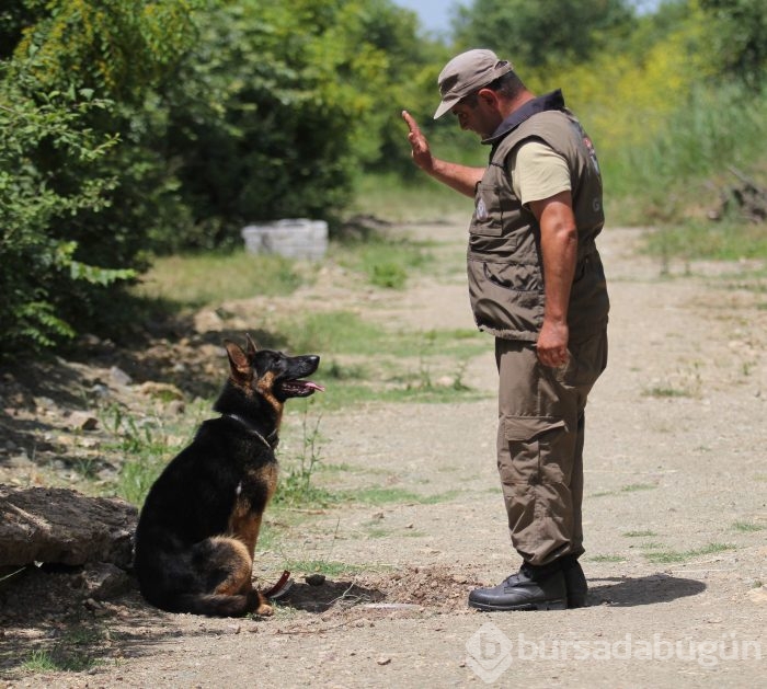 Bursa'da kahraman köpeklerden nefes kesen gösteri