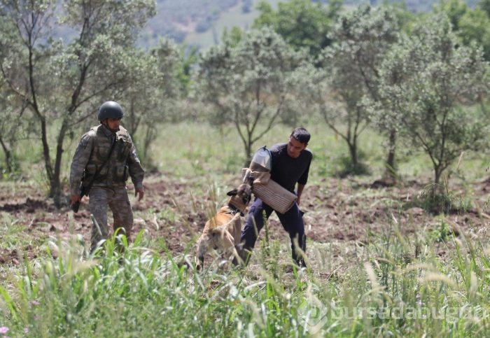 Bursa'da kahraman köpeklerden nefes kesen gösteri