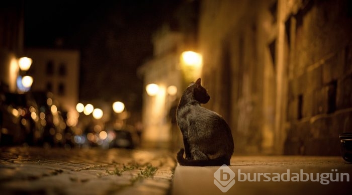 Evcil kedilerin sokakta tek başına ne yapacaklarını merak ediyorsanız 